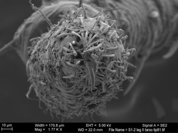 Media type: image; Invertebrate Zoology 131275